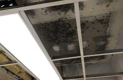 Mold Damage Restoration in Research Triangle Park, NC